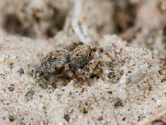 Aelurillus dubatolovi