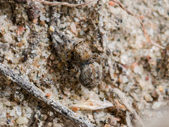 Aelurillus dubatolovi