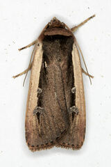Ochropleura leucogaster