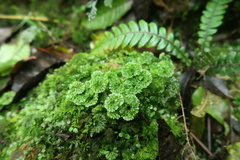 Hymenophyton flabellatum