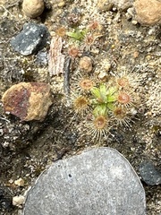 Drosera pulchella