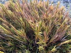 Dracophyllum
