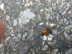 Harmonia octomaculata