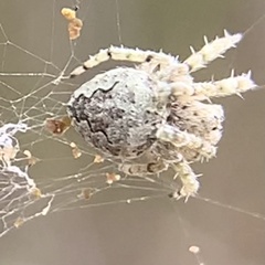 Eustala anastera