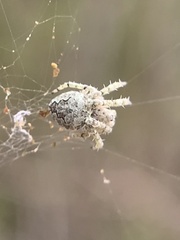 Eustala anastera