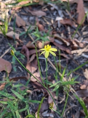 Tricoryne muricata