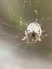 Eustala anastera