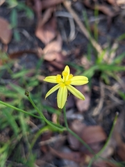 Tricoryne muricata