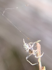 Eustala anastera