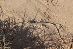 Acanthodactylus masirae