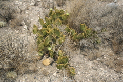 Opuntia microdasys