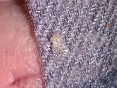 Corythucha marmorata