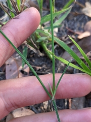 Tricoryne muricata