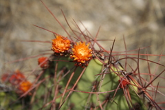 Opuntia stenopetala