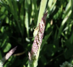 Closterotomus norwegicus