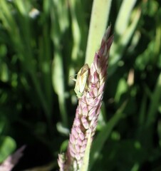 Closterotomus norwegicus