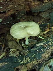 Pluteus hongoi