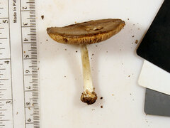 Pluteus hongoi