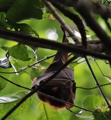 Pteropus scapulatus