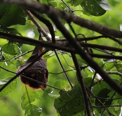 Pteropus scapulatus