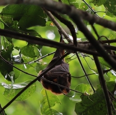 Pteropus scapulatus