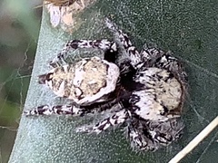 Phidippus carolinensis