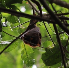 Pteropus scapulatus