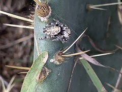 Phidippus carolinensis