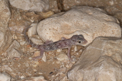 Stenodactylus leptocosymbotes