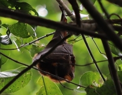 Pteropus scapulatus