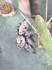 Phidippus carolinensis