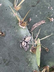 Phidippus carolinensis