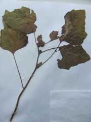 Xanthium strumarium canadense