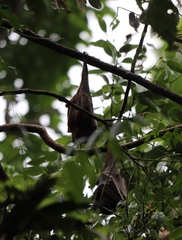 Pteropus scapulatus