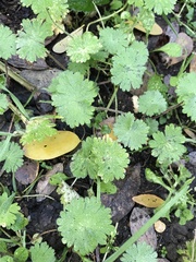 Geranium rotundifolium