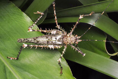 Phricta aberrans