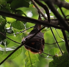Pteropus scapulatus