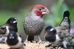 Amadina erythrocephala