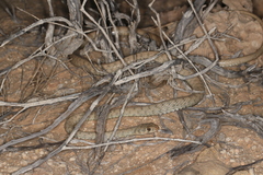 Platyceps rhodorachis