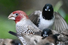 Amadina erythrocephala