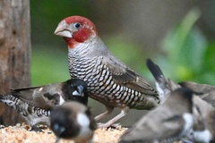 Amadina erythrocephala