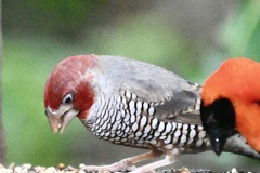 Amadina erythrocephala