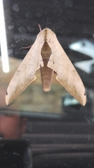 Pseudoclanis postica