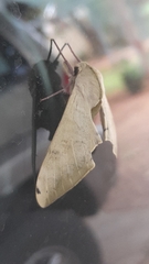 Pseudoclanis postica