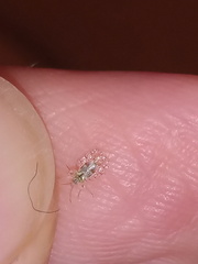 Corythucha marmorata