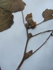 Xanthium strumarium canadense