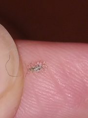 Corythucha marmorata