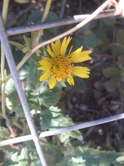 Verbesina encelioides