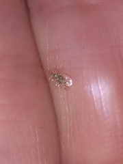 Corythucha marmorata