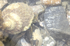 Pagurus novizealandiae